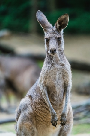 Photo of a kangaroo